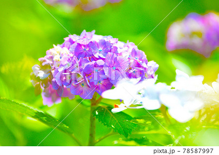咲き誇るきれいで華やかなアジサイの花 咲き誇るきれいで華やかなアジサイの花 78587997