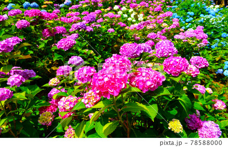 咲き誇るきれいで華やかなアジサイの花 咲き誇るきれいで華やかなアジサイの花 78588000