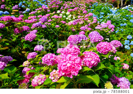 咲き誇るきれいで華やかなアジサイの花 咲き誇るきれいで華やかなアジサイの花 78588001