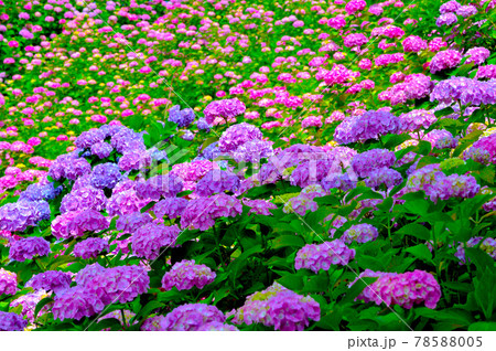 咲き誇るきれいで華やかなアジサイの花 咲き誇るきれいで華やかなアジサイの花 78588005