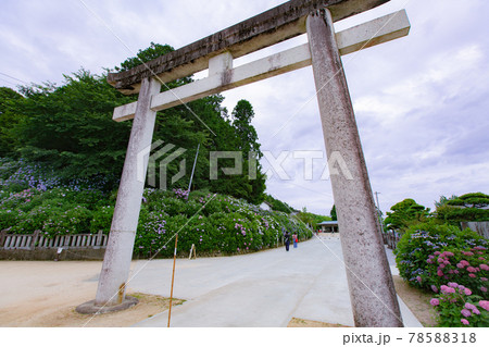 香川県内有数の紫陽花の名所 粟井神社 香川県内有数の紫陽花の名所 粟井神社 78588318