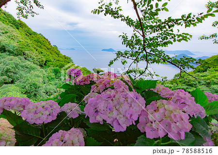 香川県内有数の紫陽花の名所 紫雲出山 香川県内有数の紫陽花の名所 紫雲出山 78588516