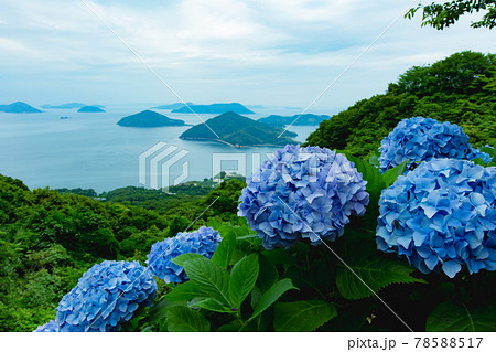 香川県内有数の紫陽花の名所 紫雲出山の写真素材 香川県内有数の紫陽花の名所 紫雲出山の写真素材