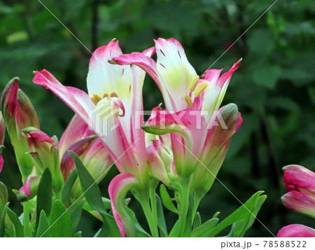 素敵な淡いピンクの花 78588522