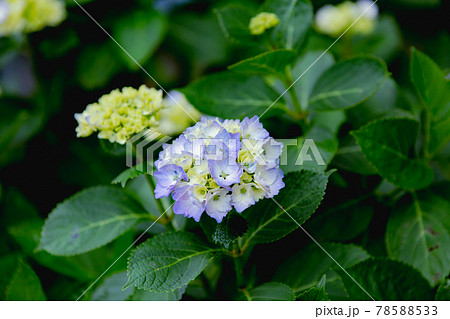 香川県内有数の紫陽花の名所　紫雲出山 78588533