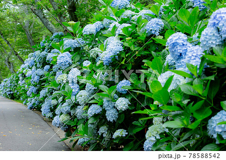 香川県内有数の紫陽花の名所　紫雲出山 78588542