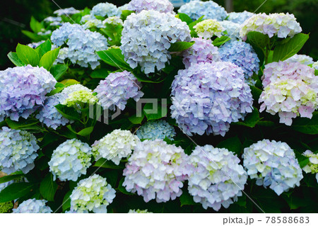 四国霊場第八十一番札所　白峯寺の紫陽花 78588683