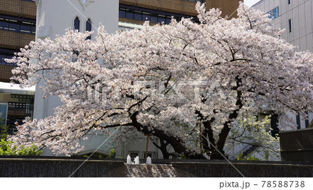 横浜、横浜海岸教会と満開の桜 78588738