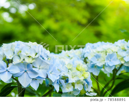 アジサイ(紫陽花)・6月 アジサイ(紫陽花)・6月 78588891