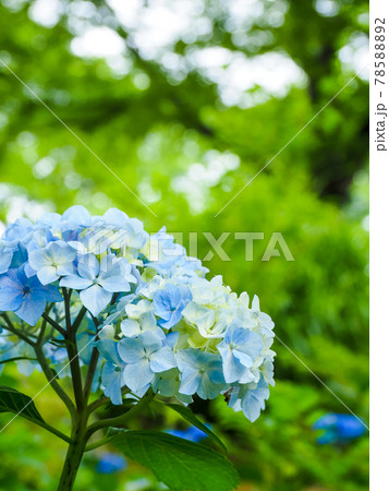 アジサイ（紫陽花）・6月 78588892