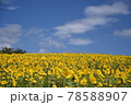 蒜山ジャージーランドのひまわり畑 78588907