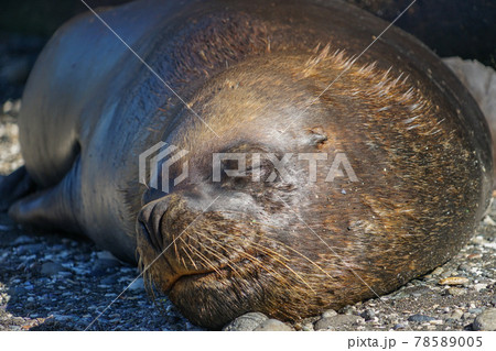 プエルトモンのオタリア 78589005