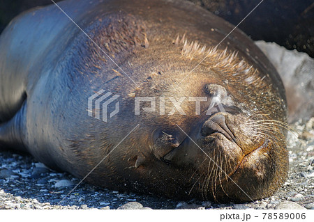 プエルトモンのオタリア プエルトモンのオタリア 78589006