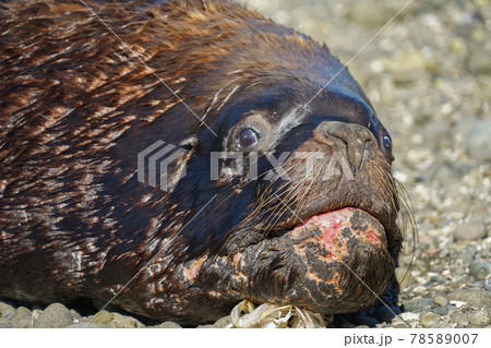 プエルトモンのオタリア プエルトモンのオタリア 78589007