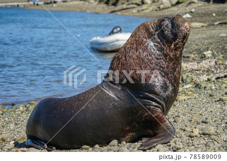 プエルトモンのオタリア プエルトモンのオタリア 78589009