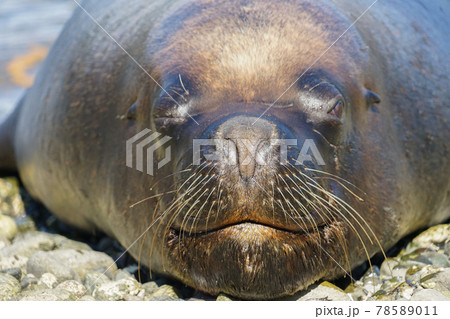 プエルトモンのオタリア 78589011