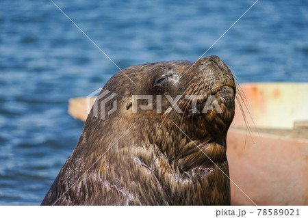 プエルトモンのオタリア プエルトモンのオタリア 78589021