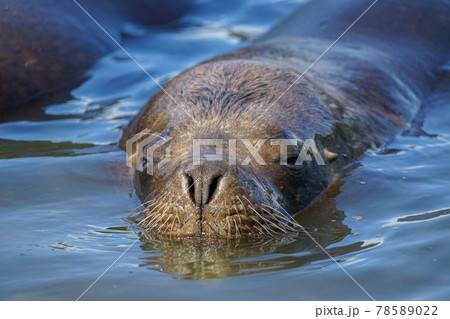 プエルトモンのオタリア 78589022