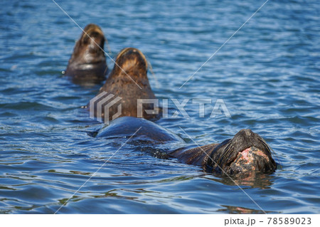 プエルトモンのオタリア プエルトモンのオタリア 78589023