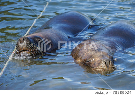 プエルトモンのオタリア プエルトモンのオタリア 78589024