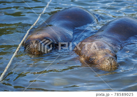 プエルトモンのオタリア 78589025