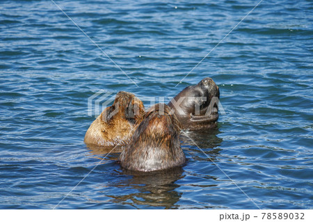 プエルトモンのオタリア プエルトモンのオタリア 78589032