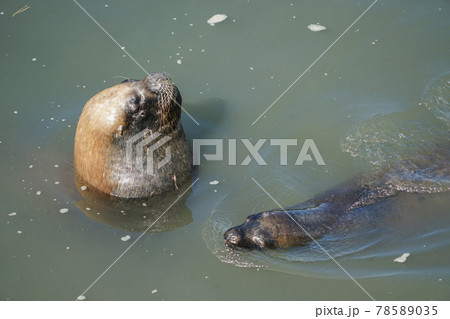 プエルトモンのオタリア 78589035