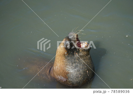 プエルトモンのオタリア 78589036