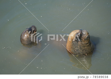 プエルトモンのオタリア 78589038