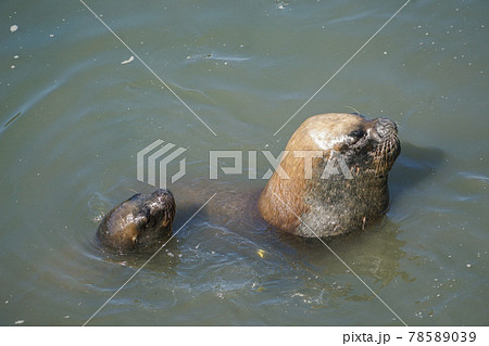 プエルトモンのオタリア 78589039