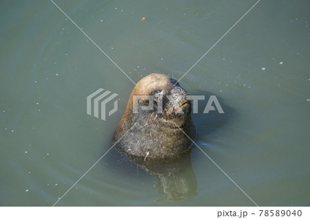 プエルトモンのオタリア プエルトモンのオタリア 78589040