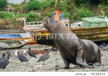 プエルトモンのオタリア プエルトモンのオタリア 78589044