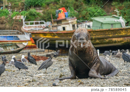 プエルトモンのオタリア 78589045