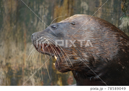 プエルトモンのオタリア 78589049