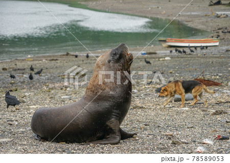 プエルトモンのオタリア プエルトモンのオタリア 78589053