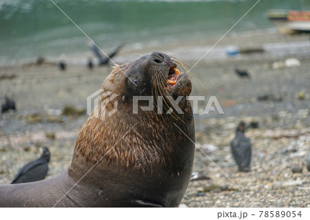 プエルトモンのオタリア プエルトモンのオタリア 78589054