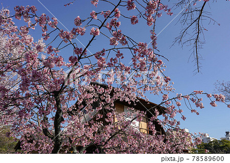 渉成園の傍花閣と桜 78589600