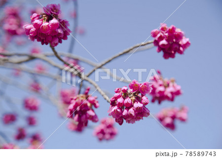 青空の下、公園の桜の花が満開でとてもきれいです。桜の名前はカンヒザクラ（寒緋桜）です。 78589743