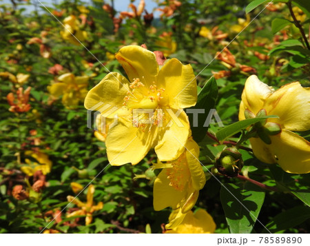初夏に咲く花「ヒペリカムヒデコート」 78589890