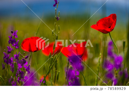 Summer background in poppy field Summer background in poppy field 78589929
