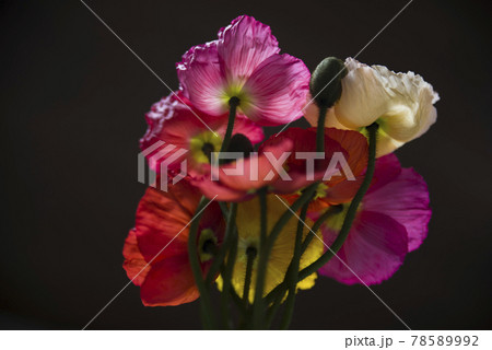 黒い背景の前に赤色と黄色のポピー Poppy の花束があります の写真素材