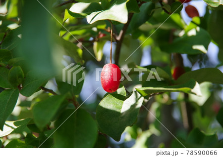 グミの実 グミの実 78590066