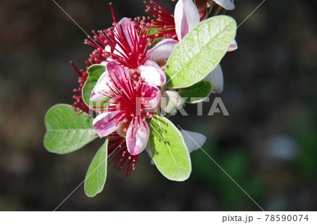 可憐なフェイジョアの花 可憐なフェイジョアの花 78590074