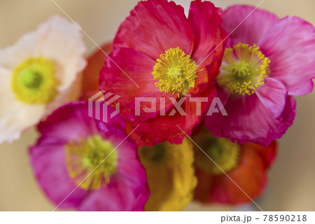 赤色と黄色のポピー Poppy の花束があります の写真素材