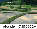 新潟の棚田 78590220