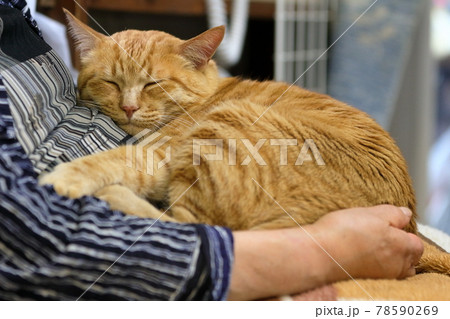 おばあさんの膝で眠る猫 おばあさんの膝で眠る猫 78590269