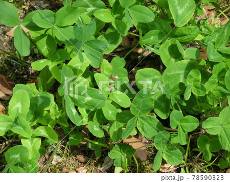 三つ葉クローバー 三つ葉クローバー 78590323