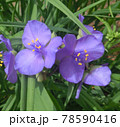 青色の花 78590416