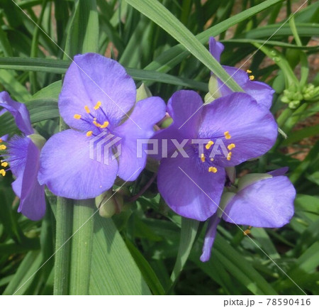 青色の花 青色の花 78590416