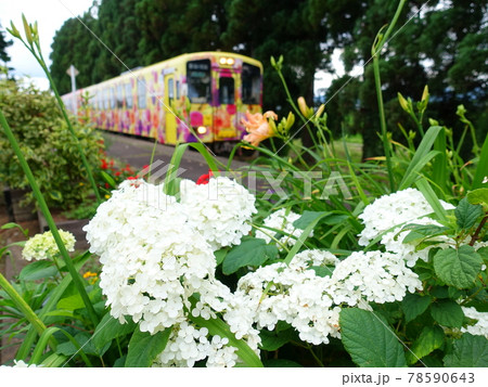 フラワー長井線 アジサイ あじさい 紫陽花 フラワー長井線 アジサイ あじさい 紫陽花 78590643